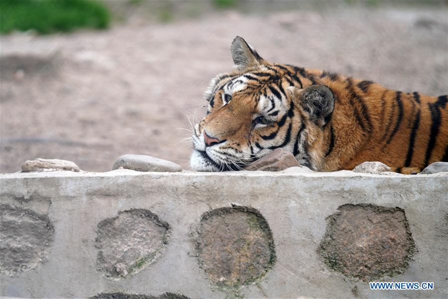 CHINA-HEILONGJIANG-SUMMER-SIBERIAN TIGERS (CN)