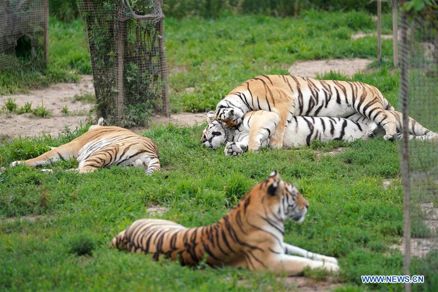 CHINA-HEILONGJIANG-SUMMER-SIBERIAN TIGERS (CN)