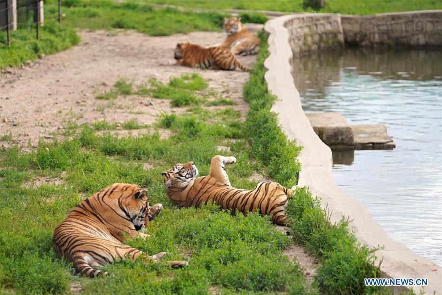 CHINA-HEILONGJIANG-SUMMER-SIBERIAN TIGERS (CN)