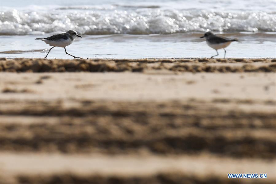 CHINA-HAINAN-HAIKOU-WETLAND PARK-BIRDS (CN)