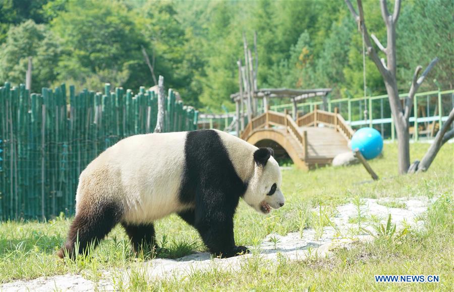 CHINA-HEILONGJIANG-GIANT PANDAS (CN)