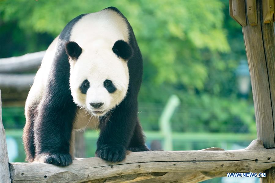 CHINA-HEILONGJIANG-GIANT PANDAS (CN)