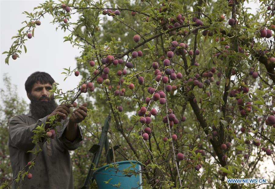 KASHMIR-SRINAGAR-PLUM HARVEST