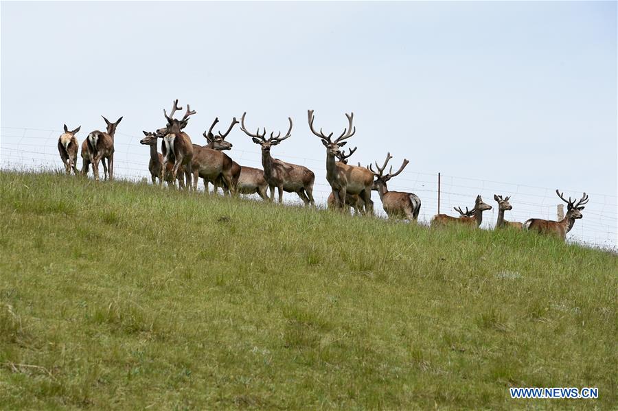 CHINA-GANSU-ZHANGYE-RED DEER (CN)