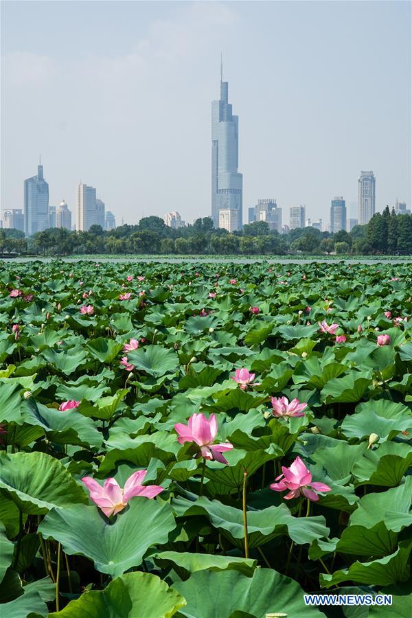 CHINA-JIANGSU-NANJING-LOTUS (CN)