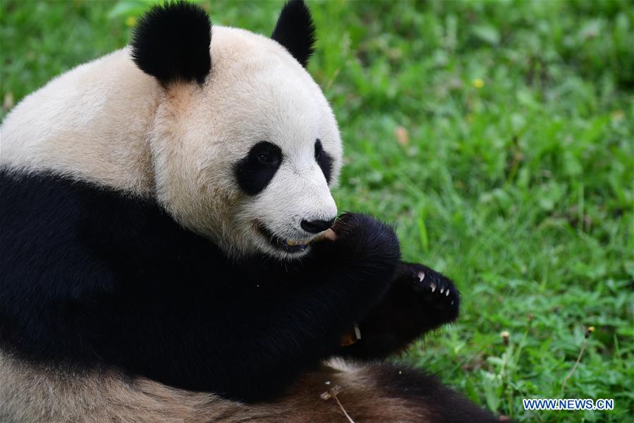 CHINA-CHANGCHUN-SUMMER-GIANT PANDA (CN)