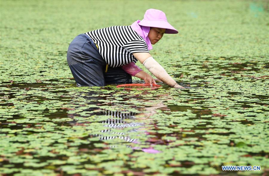 CHINA-CHONGQING-SHIZHU-WATER SHIELD(CN)