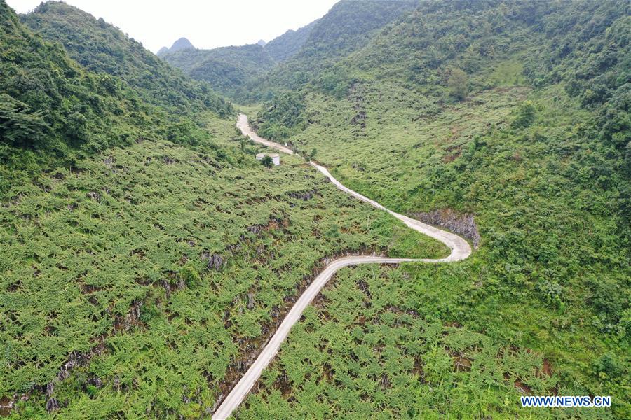 CHINA-GUANGXI-DU'AN-GRAPES-ECONOMY (CN)