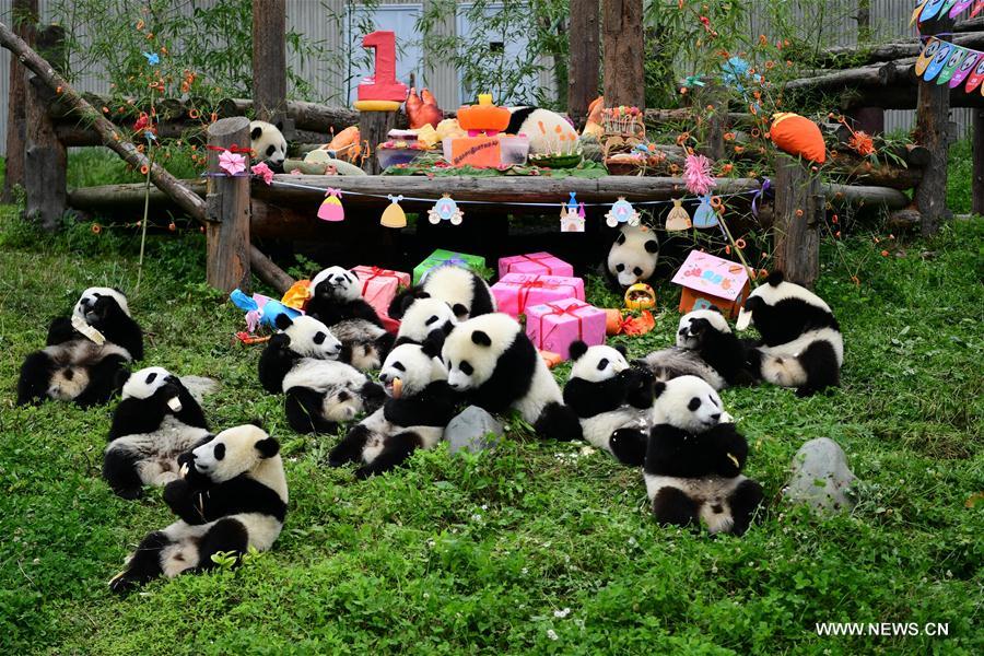 CHINA-SICHUAN-GIANT PANDA-BIRTHDAY PARTY (CN)