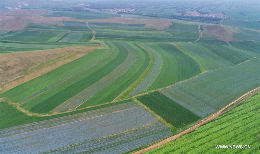 CHINA-HEBEI-ZHANGJIAKOU-AGRICULTURE-SCENERY (CN)