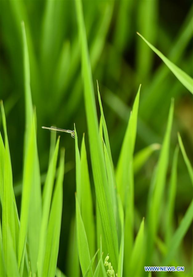 CHINA-JILIN-HUINAN-GREEN AND ORGANIC AGRICULTURE (CN)