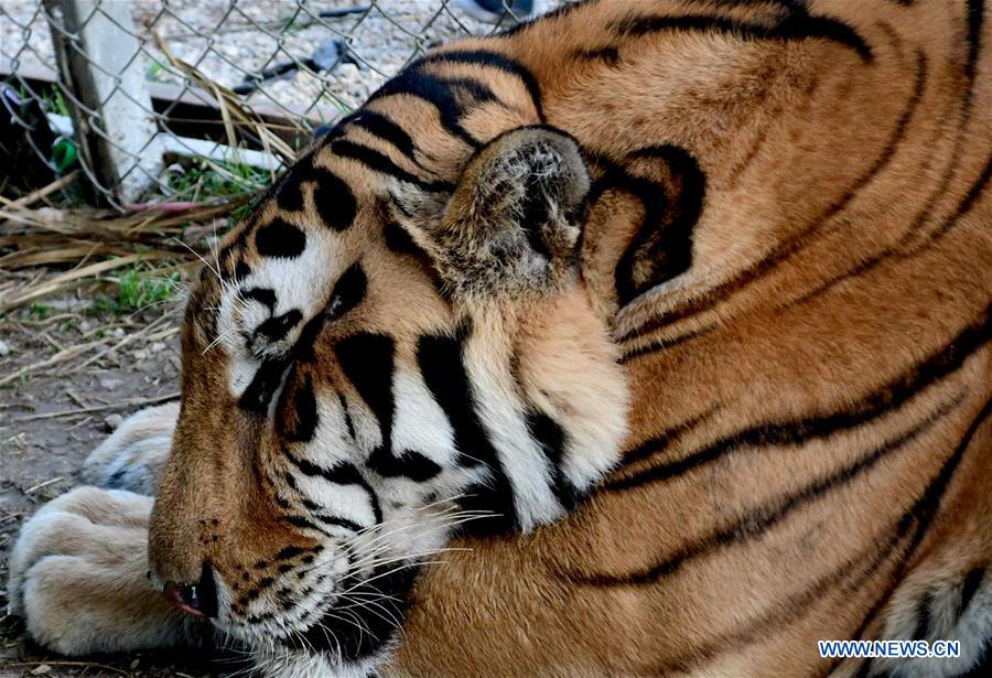 SYRIA-DAMASCUS-TIGER-LION