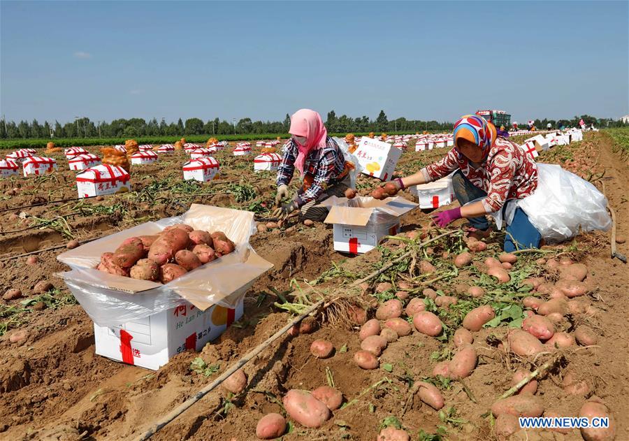 CHINA-HEBEI-ZHANGJIAKOU-HARVEST(CN)