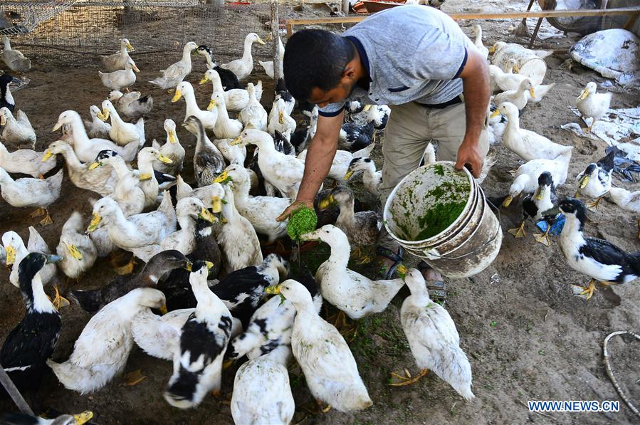 MIDEAST-GAZA-AZOLLA-LIVESTOCK