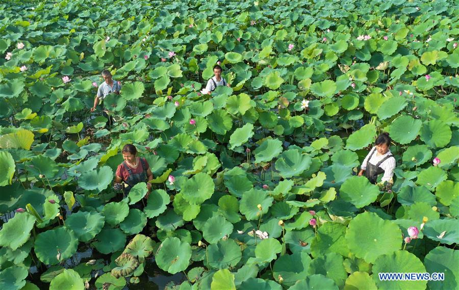 CHINA-HEBEI-LOTUS-SEEDPOD (CN)