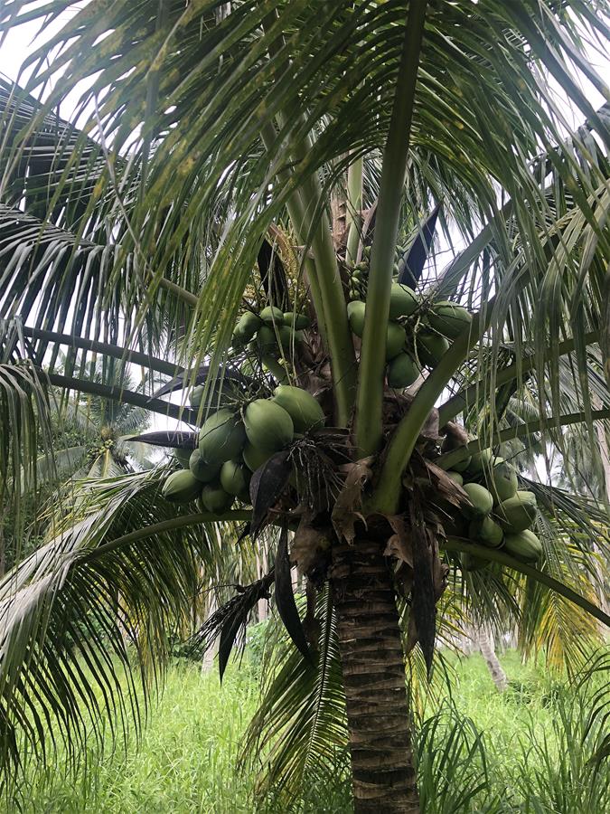 PHILIPPINES-COCONUTS-CHINA-EXPORT