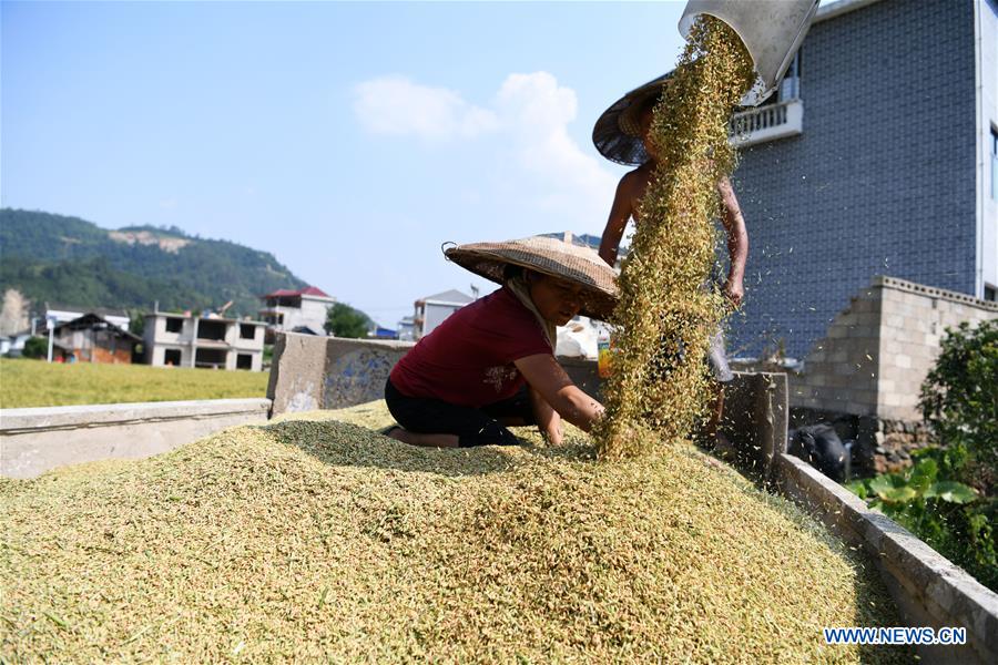 CHINA-GUIZHOU-CENGONG-HYBRID RICE SEED PRODUCTION (CN)