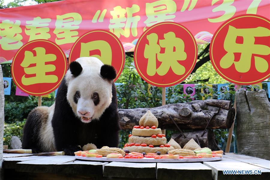 CHINA-CHONGQING-OLDEST PANDA-BIRTHDAY (CN)