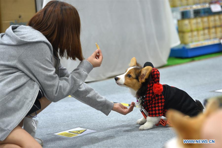 THAILAND-BANGKOK-PET EXPO