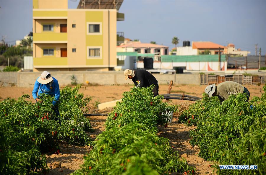 MIDEAST-GAZA-RED CHILI PEPPER