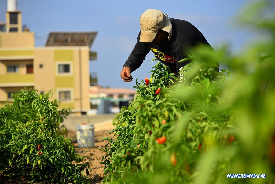 MIDEAST-GAZA-RED CHILI PEPPER