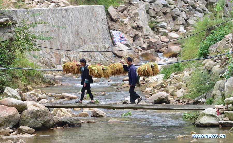 CHINA-GUANGXI-PADDY RICE-HARVEST (CN)