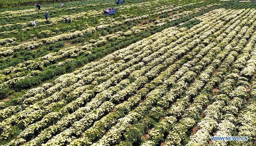 #CHINA-HARVEST FESTIVAL-CELEBRATION (CN)