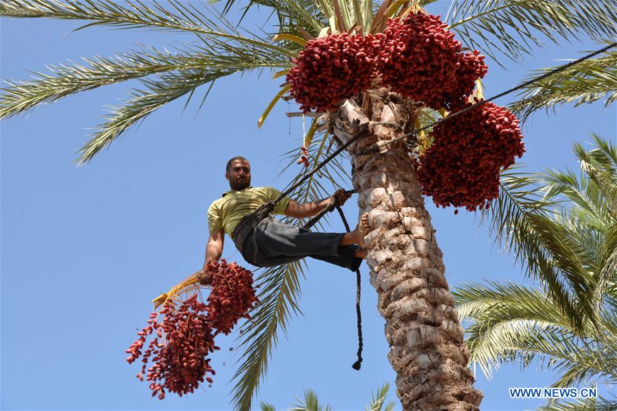 MIDEAST-GAZA-DATES-HARVEST