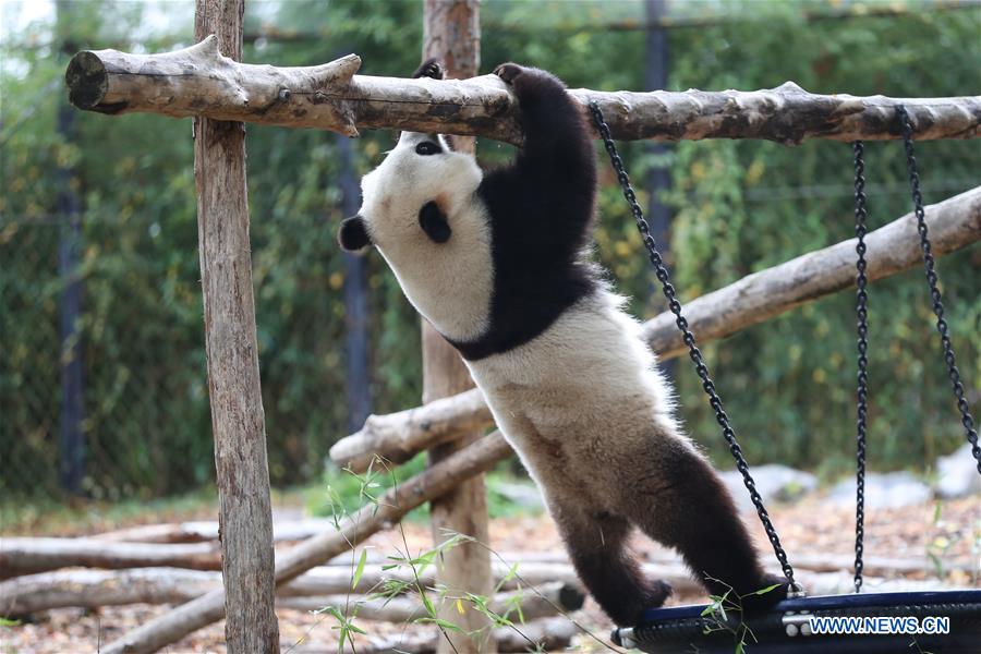 BELGIUM-BRUGELETTE-PANDAS