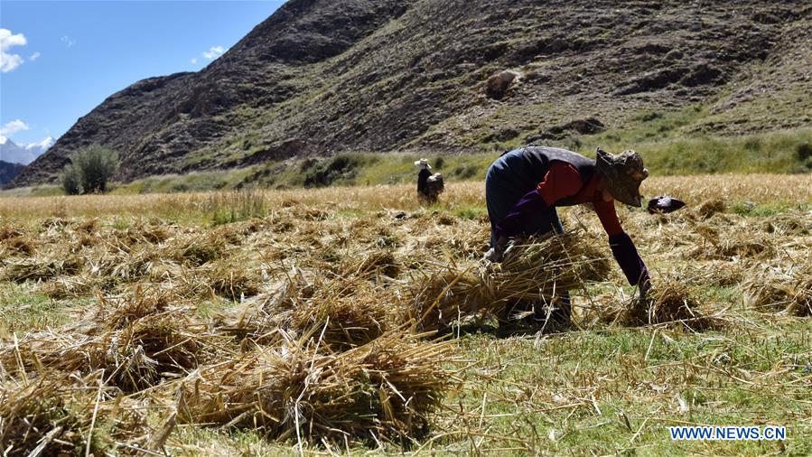 CHINA-TIBET-HIGHLAND BARLEY-HARVEST (CN)