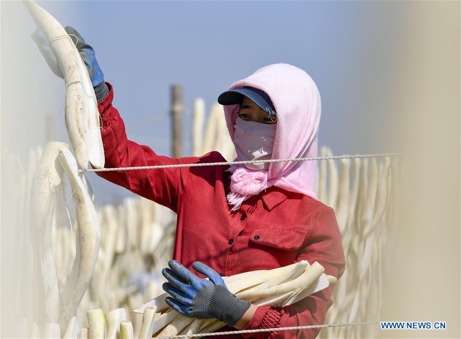 CHINA-NINGXIA-WUZHONG-RADISH-HARVEST (CN)