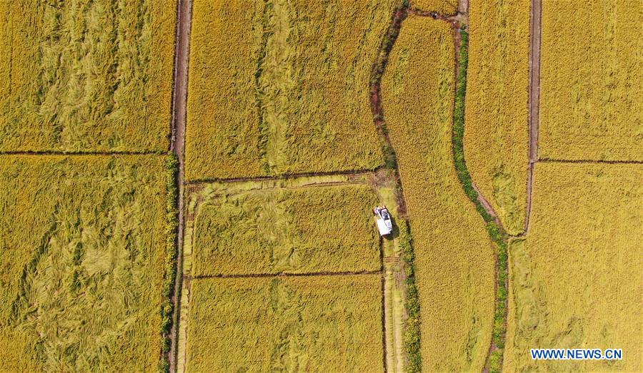 CHINA-HARVEST-AERIAL VIEW (CN)