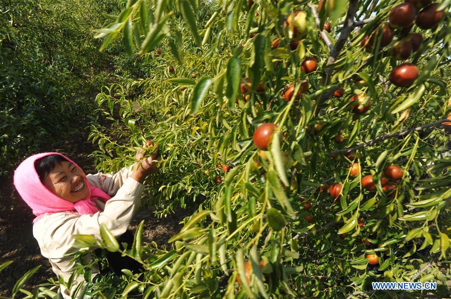 CHINA-HEBEI-HUANGHUA-JUJUBE-HARVEST (CN)