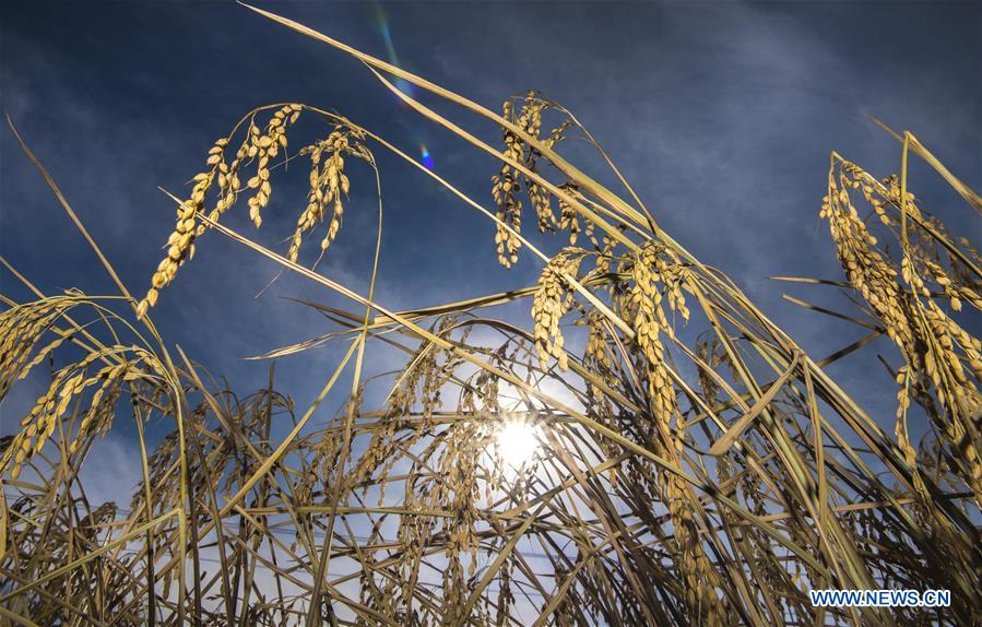 CHINA-JILIN-RICE HARVEST (CN)