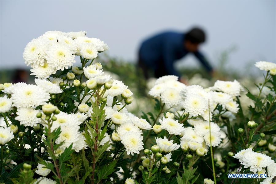 CHINA-HEBEI-CHRYSANTHEMUM PLANTING (CN)