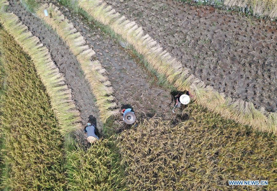 CHINA-GUANGXI-RICE-HARVEST (CN)