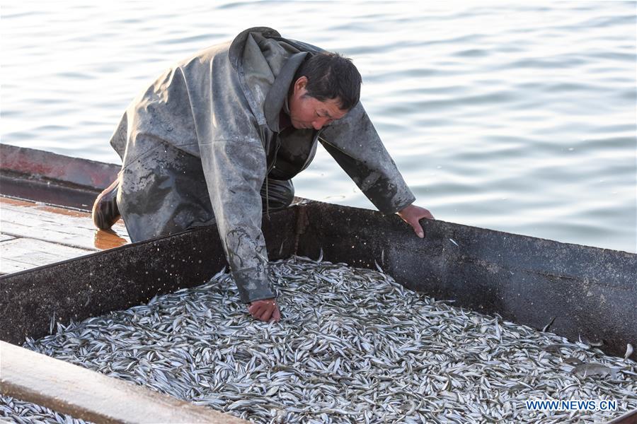 CHINA-XINJIANG-BOSTEN LAKE-FISHERY-POND SMELT (CN)