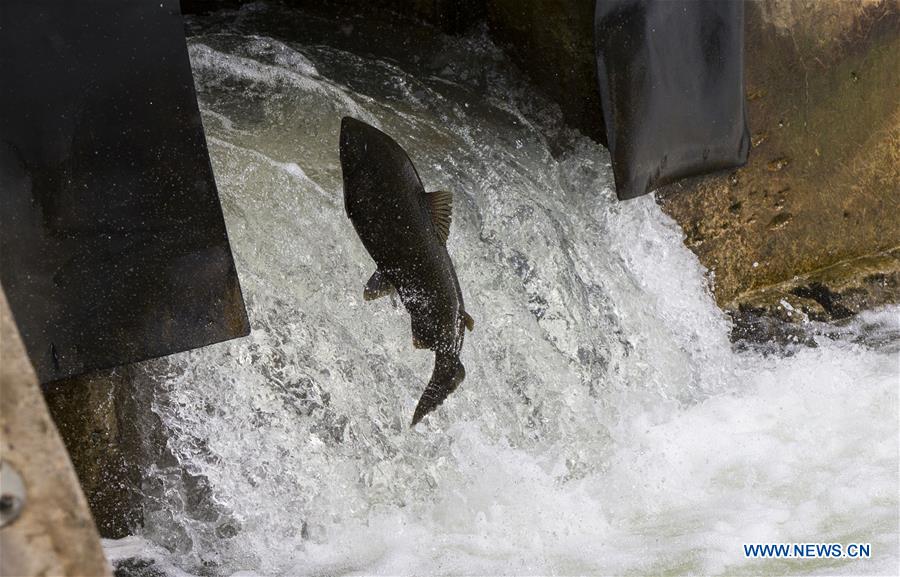 CANADA-ONTARIO-PORT HOPE-SALMON MIGRATION