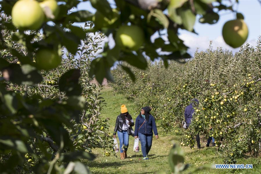 CANADA-TORONTO-THANKSGIVING-APPLE PICKING