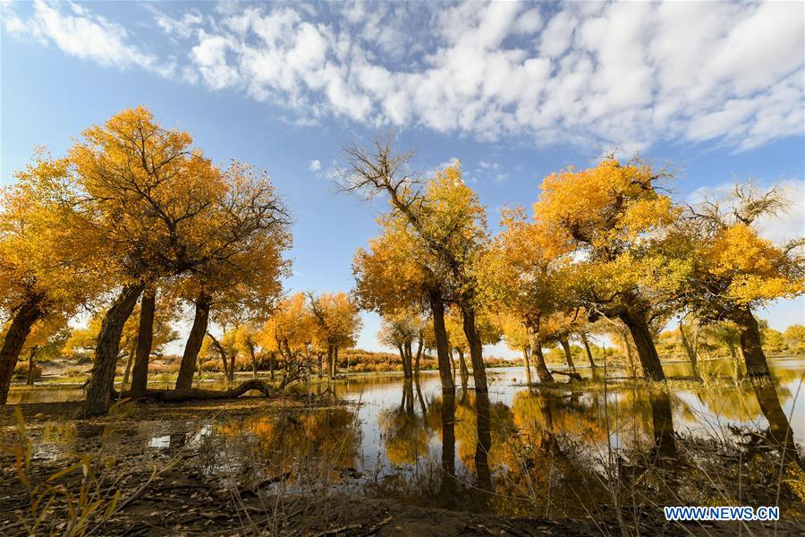 CHINA-INNER MONGOLIA-POPULUS EUPHRATICA-SCENERY (CN)