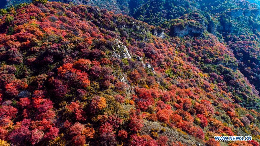 CHINA-HEBEI-SHEXIAN-RED LEAVES (CN)