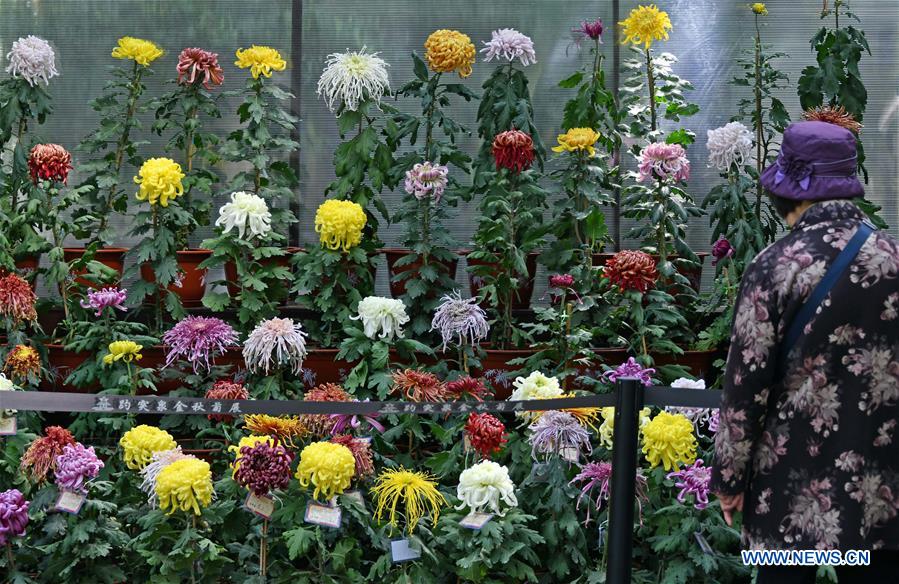 CHINA-SHANDONG-JINAN-CHRYSANTHEMUM EXHIBITION (CN)