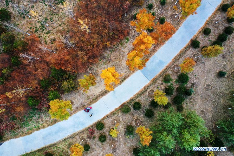 CHINA-HEBEI-XIONGAN-FOREST-AERIAL VIEW