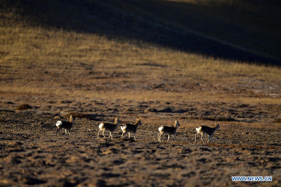 CHINA-QINGHAI-GOLOG-WILDLIFE (CN)