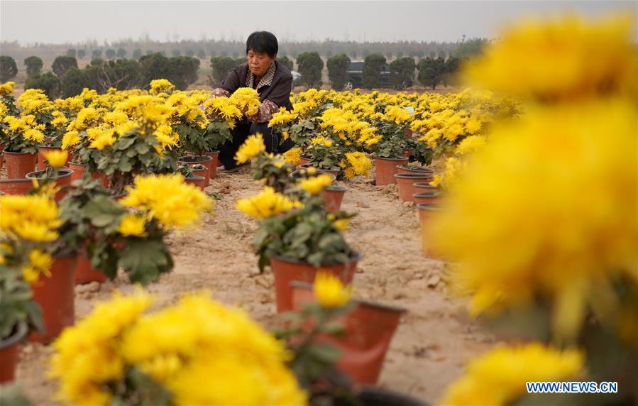 CHINA-HEBEI-CHRYSANTHEMUM-HARVEST (CN)