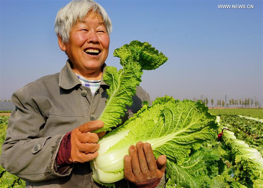 CHINA-HEBEI-LUANZHOU-VEGETABLE INDUSTRY (CN)