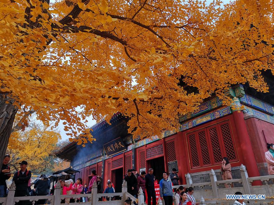 (BeijingCandid)CHINA-BEIJING-AUTUMN (CN)