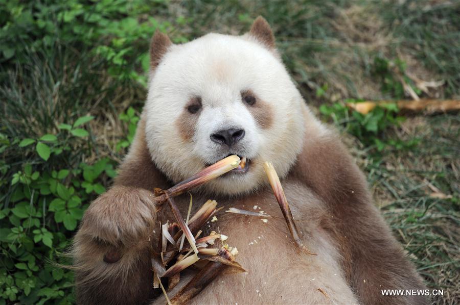 CHINA-SHAANXI-CAPTIVE BROWN GIANT PANDA-ADOPTION (CN)