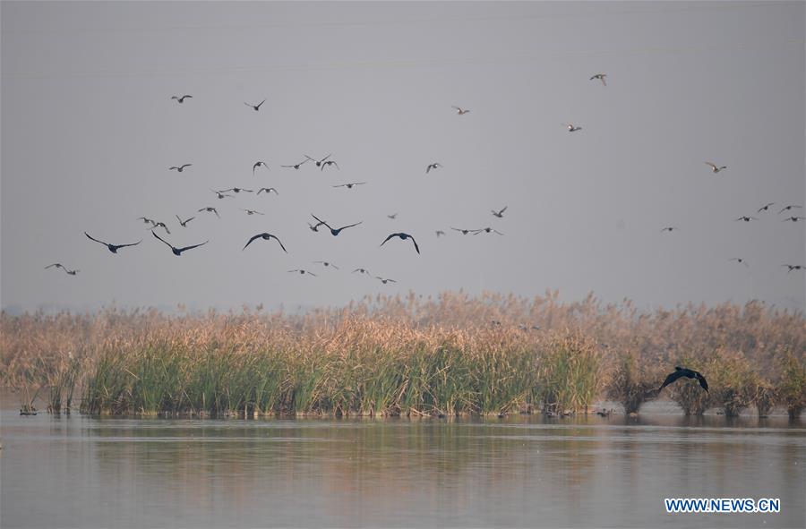 CHINA-SHAANXI-DALI COUNTY-YELLOW RIVER WETLAND-SCENERY (CN)