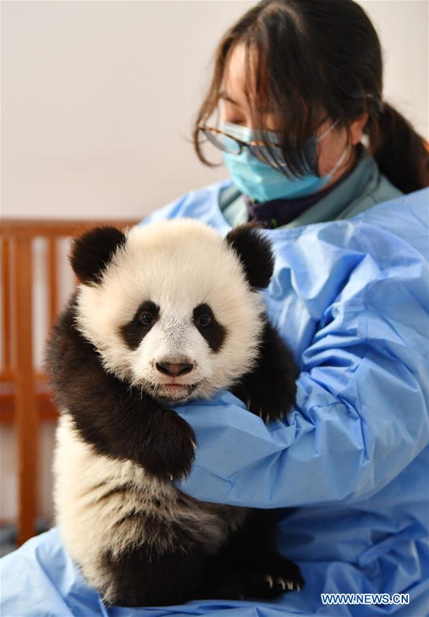 CHINA-SHAANXI-QINLING-GIANT PANDA KINDERGARTEN